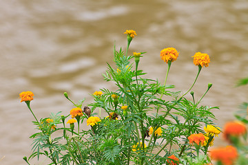 Image showing Marigold  flowers field