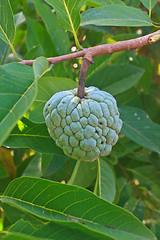 Image showing  Sugar apples  growing on a tree in garden