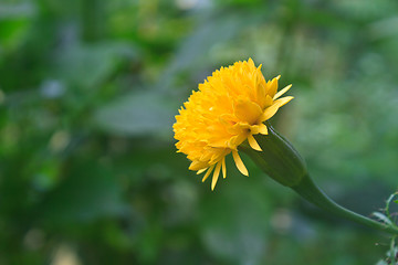 Image showing Marigold  flowers field