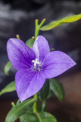 Image showing Closeup of purple flowers 