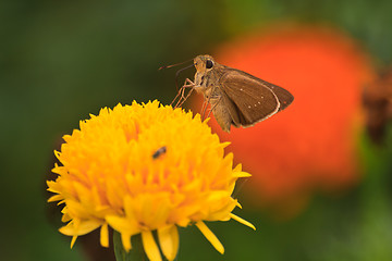 Image showing Beautiful butterfly on flower