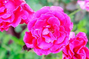 Image showing flowering red roses in the garden