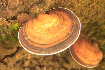 Image showing close up mushroom in deep forest