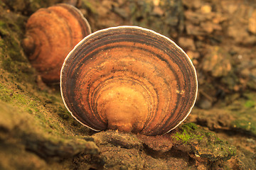 Image showing close up mushroom in deep forest