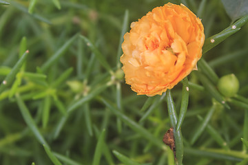 Image showing Yellow Portulaca flowers at the garden 