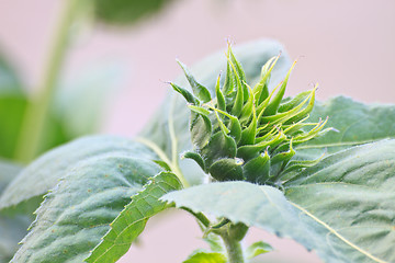 Image showing Sunflower buds