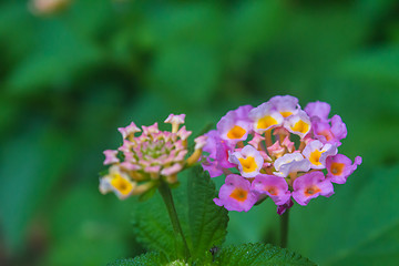 Image showing  Cloth of gold or Lantana camara flower in garden