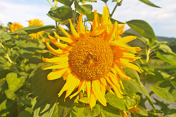 Image showing beautiful sunflower in field and blue sky