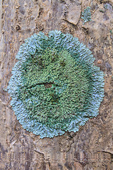 Image showing Trunk of an old tree covered with a lichen
