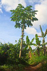 Image showing papayas tree in the farm