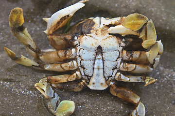 Image showing crab on a background of sand 