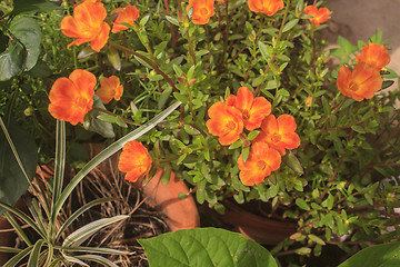 Image showing Portulaca flowers