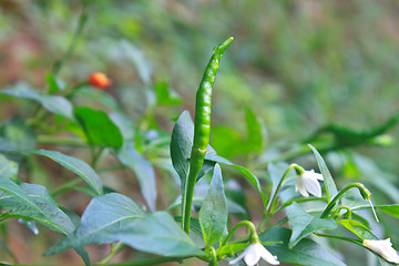 Image showing Fresh chillies growing in the vegetable garden