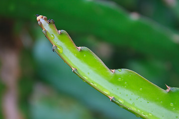 Image showing leaves of dragon fruit tree with drop water