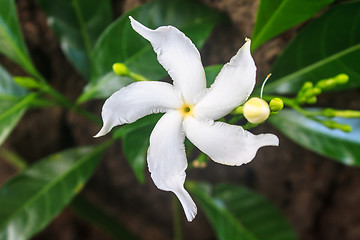 Image showing White Sampaguita Jasmine or Arabian Jasmine