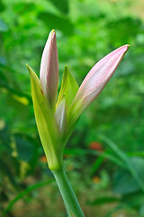 Image showing Bud of Hippeastrum flower 