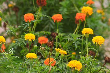 Image showing Marigold  flowers field