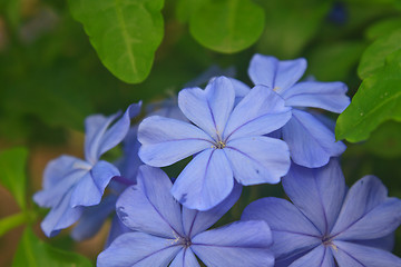 Image showing verbena flower in garden