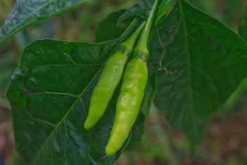 Image showing Fresh chillies growing in the vegetable garden