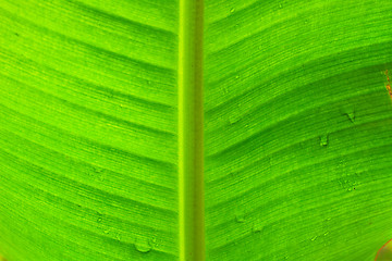 Image showing abstract background  of banana leaf texture blur