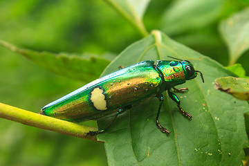 Image showing beetle in Genus steriocera