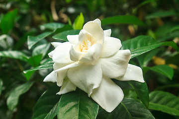 Image showing beautiful Gardenia jasminoides flower on tree