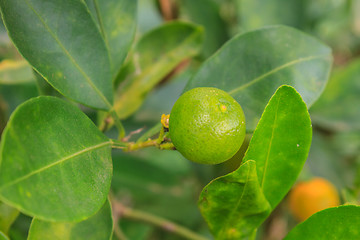 Image showing Lemons on tree in farm