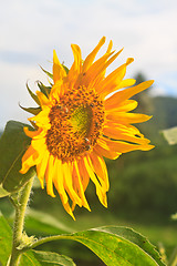 Image showing beautiful sunflower in field and blue sky