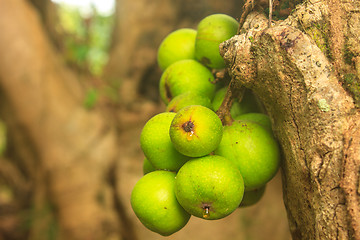 Image showing ficus fruits on the tree 