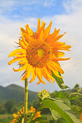 Image showing beautiful sunflower in field and blue sky