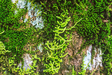 Image showing  tree bark with moss