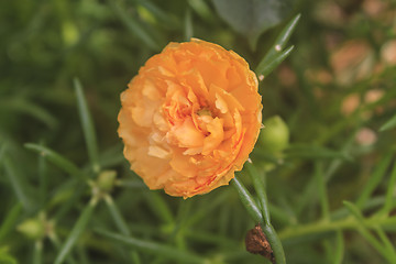 Image showing Yellow Portulaca flowers at the garden 