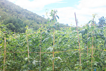 Image showing Yard long bean farm