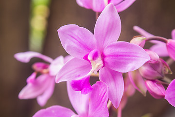 Image showing Spathoglottis Plicata purple orchids