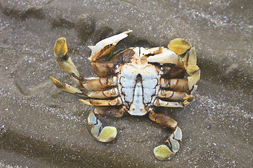 Image showing crab on a background of sand 