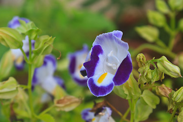 Image showing  Bluewings in the garden or nature park 