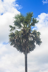 Image showing sugar palm tree on blue sky