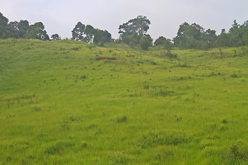 Image showing grass field in the beginning of summer 