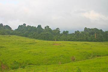 Image showing grass field in the beginning of summer 