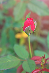 Image showing  flowering red roses in the garden 