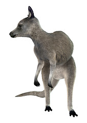 Image showing Eastern Grey Kangaroo