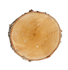 Image showing Tree cut