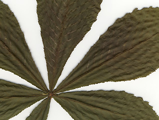 Image showing chestnut leafs