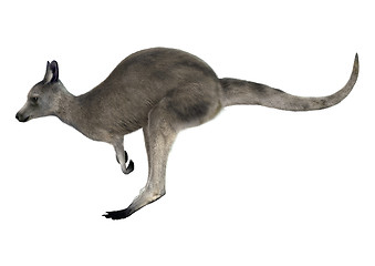 Image showing Eastern Grey Kangaroo