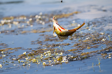 Image showing active angling fish perch fishing rod