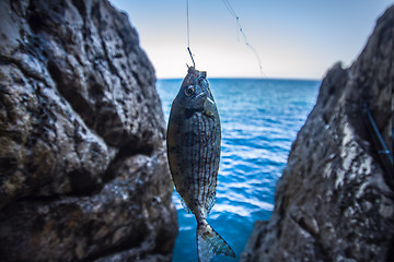 Image showing Rock sea fishing sargus  Mediterranean