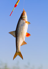 Image showing angling roach fish on a fishing pole