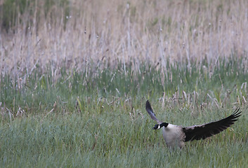 Image showing canada goose