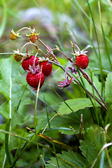 Image showing wild strawberries