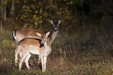 Image showing fallow deer